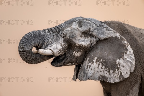 African elephant (Loxodonta africana), adult male, animal portrait with trunk in mouth, at sunset,