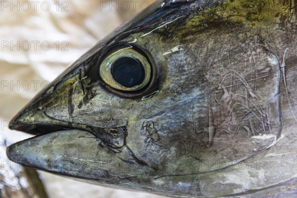 Fish on display at the fish market in Mutrah, Muscat, Arabian Peninsula, Sultanate of Oman
