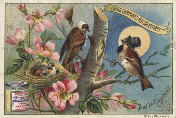 Picture series From the world of birds, the male bird comes home too late and there is trouble,