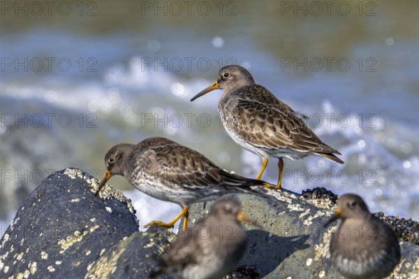 Purple sandpipers (Calidris maritima) in non-breeding plumage foraging among rocks on rocky shore