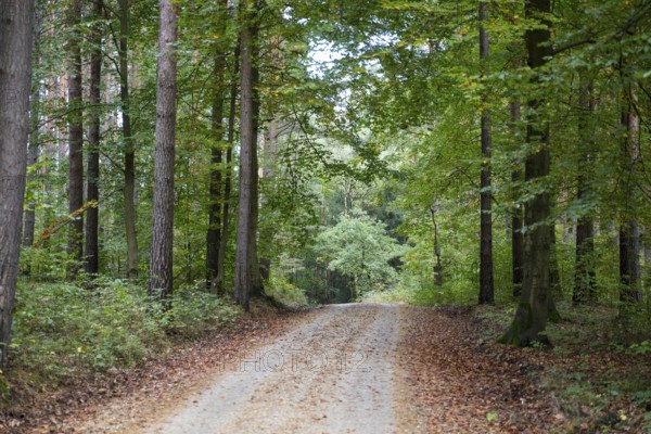 Hiking trail Alte Eins am Saugarten, Dresdner Heide, Dresden, Saxony, Germany, Europe