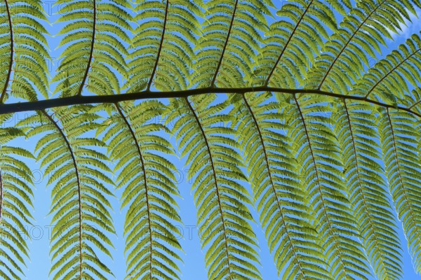 Detail of fern leaves against a clear blue sky, Cathedral Cove, Coromandel Peninsula, North Island,