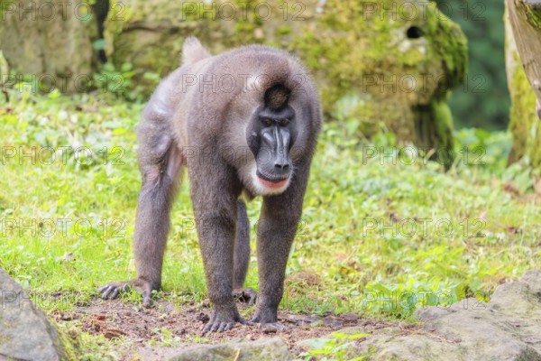 An adult male drill (Mandrillus leucophaeus) stands on the green forest floor, looking around