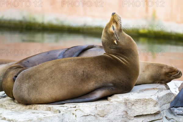 California sea lion (Zalophus californianus), at the shore of the sea, captive, Germany, Europe