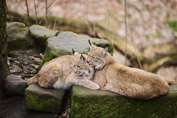 Eurasian lynx (Lynx lynx) mother with her youngster lying on a rock, Bavaria, Germany, Europe