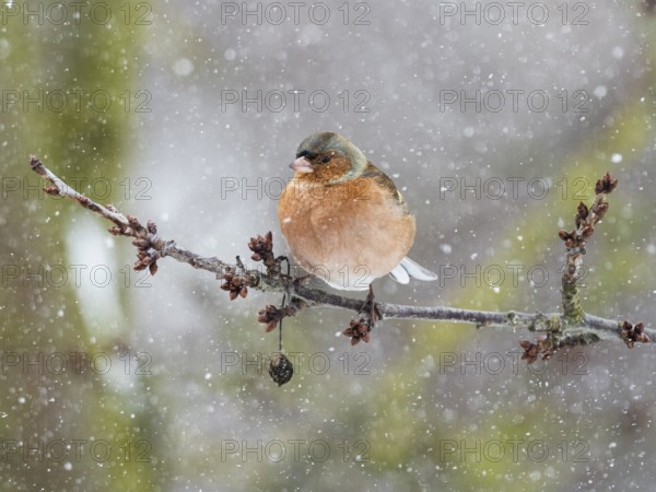 Chaffinch (Fringilla coelebs), male adult bird perched on a frost covered branch, with its feathers