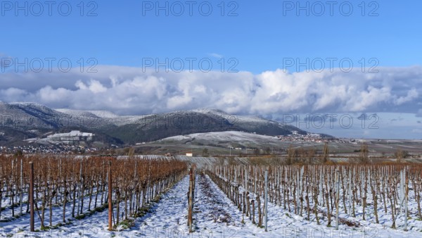 Snow-covered vineyard in front of a mountain backdrop under a clear blue sky, Southern Palatinate,