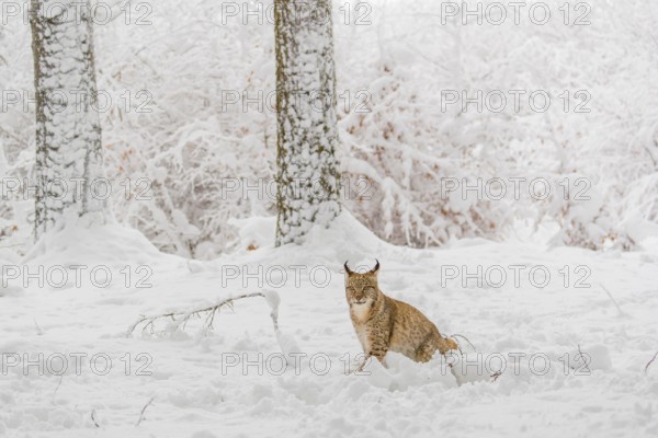 One young male Eurasian lynx, (Lynx lynx), walking through deep snow covered undergrowth in a