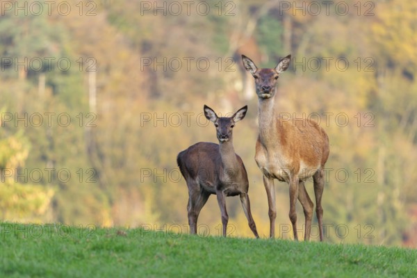 An adult red deer hind (Cervus elaphus) and a calf are standing in a meadow in the beautiful