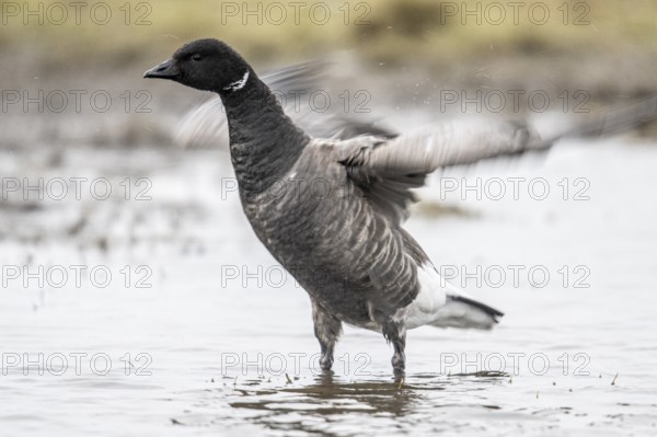 Brent goose (Branta bernicla), Amrum, Schleswig-Holstein, Germany, Europe
