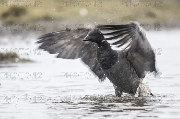 Brent goose (Branta bernicla), Amrum, Schleswig-Holstein, Germany, Europe