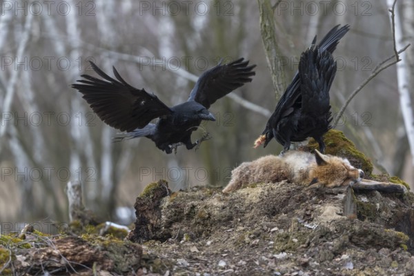Two common raven (Corvus corax), fighting and feeding on the carcass of a red fox lying on stones