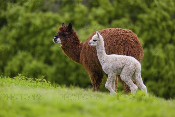 One brown female Alpaca (Vicugna pacos) stands with her young on a fresh green meadow . A green