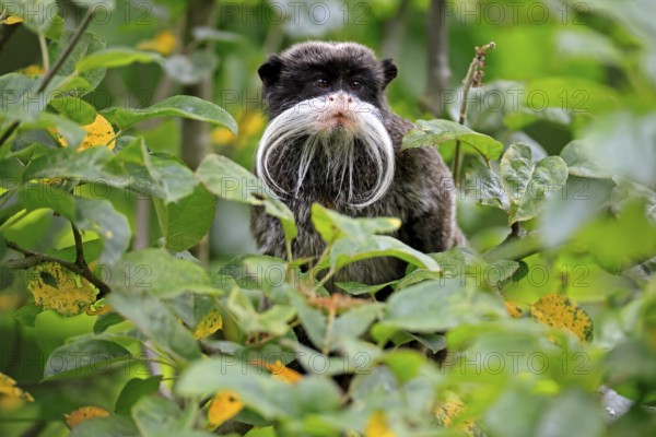 Emperor bearded tamarin (Saguinus imperator subgrisescens), adult, on tree, portrait, alert, South