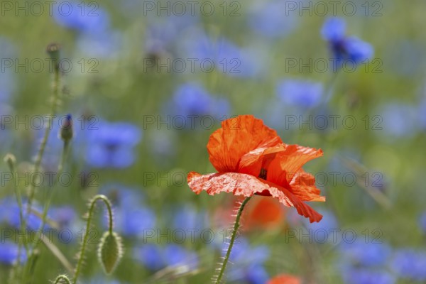 Single poppy flower (papaver) blooming between cornflowers (Centaurea cyanus) at the edge of a