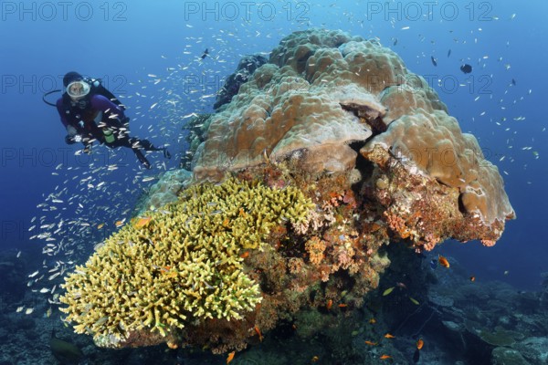 Diver looking at coral block with fish warm Blue coral (Leptojulis cyanopleura), juvenile form,