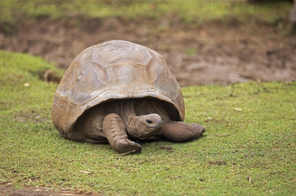 Aldabra giant tortoise (Aldabrachelys gigantea) on a grassy area, Botanical Garden or Sir