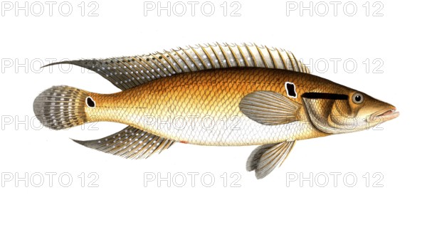 Fish, Fish, Genus of the family Perch, Perca saxatilis, Historical, digitally restored reproduction