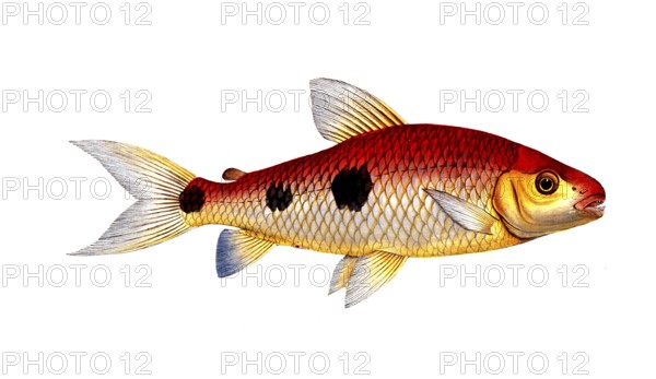 Fish, Fish, Salmon family, Salmo friderici, Historical, digitally restored reproduction from a 19th