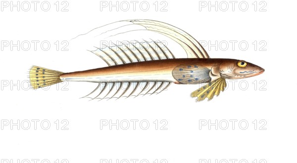 Fish, Pisces, Callionymus lyra, the spider fish, the Gemmeous Dragonet, Historical, digitally