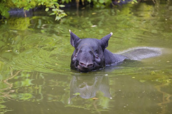 A Malayan tapir (Acrocodia indica) stands in the shallow water of a river