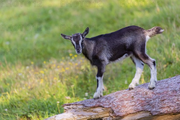 One Tauernschecke goatling, Capra aegagrus hircus, standing on a tree trunk lying on meadow