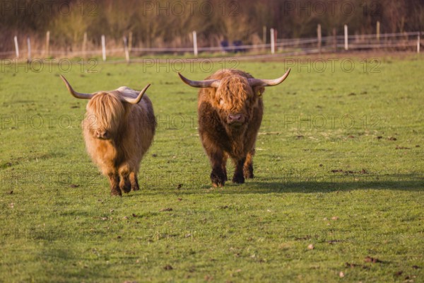 One Highland bull and a cow (Bos (primigenius) taurus) walk over a pasture