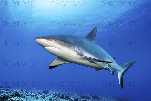 Grey reef shark (Carcharhinus amblyrhynchos) swimming in the South Pass of the Fakarava Atoll