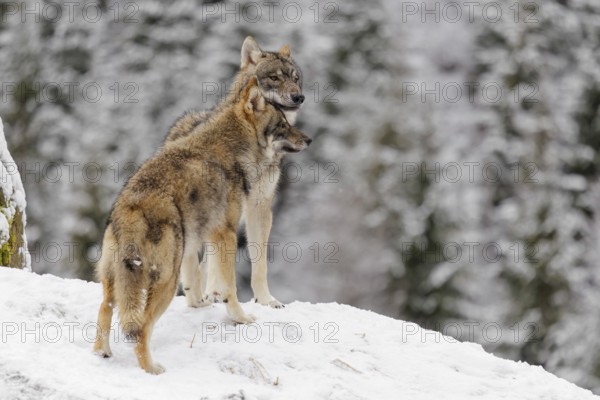 Two grey wolves (Canis lupus lupus) stand face to face on a snow-covered hill. Social behaviour