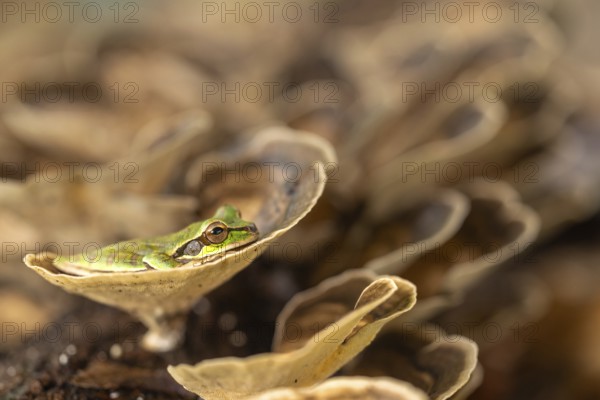 Masked tree frog (Smisisa phaeata), frogs (Rana), Costa Rica, Central America