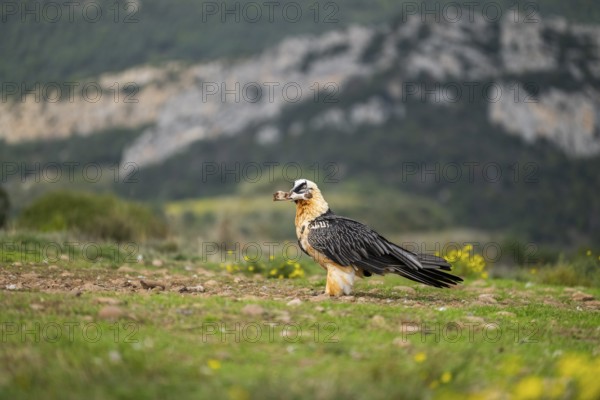 Bearded Vulture (Gypaetus barbatus) adult bird with sheep bones, Pyrenees, Lleida, Spain, Europe