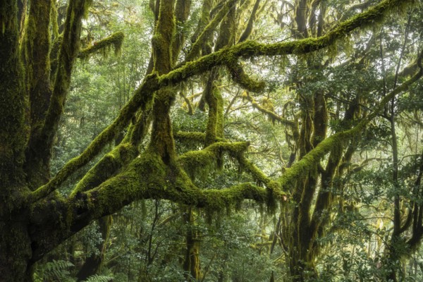 Laurel trees with mosses and lichens. Garajonay National Park, La Gomera, Canary Islands, Spain,