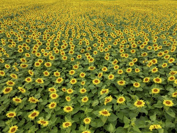 Sunflower field near Holzhausen, town of Rheinau, aerial view, Ortenau district, Baden-Württemberg,