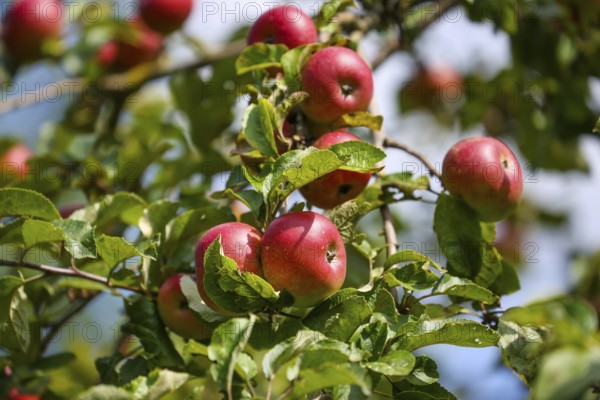 Schwerte, North Rhine-Westphalia, Germany, Ripe apples on a tree in a meadow orchard, Europe