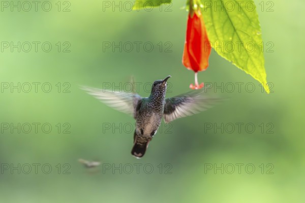 Green-fronted Brilliant Hummingbird (Heliodoxa jacula), Hummingbird (Trochilidae), Swiftbirds
