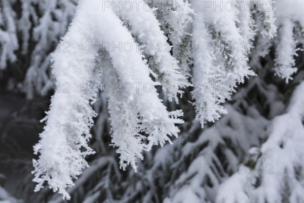 Large ice crystals from hoarfrost on snow on fir branches, Erzgebirge, Saxony, Germany, Europe