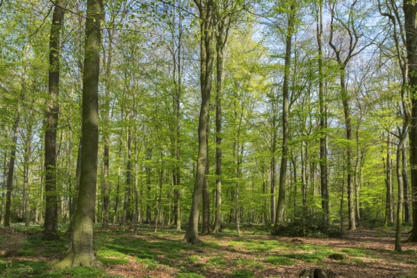 A sparse deciduous forest with tall trees through which sunlight and shade dance playfully, Ahaus,