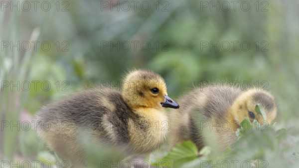 Canada goose chicks (Branta canadensis) two lying in grass and other undergrowth, background