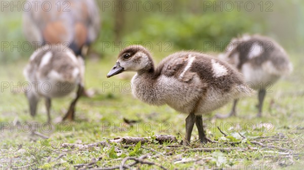Nile goose chicks (Alopochen aegyptiaca) three running through grass and branches, looking for