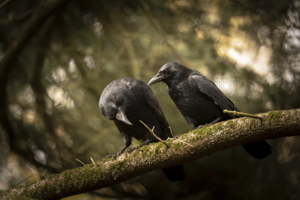 Raven crows (Corvus corone), two, sitting next to each other on a thick mossy branch, in the