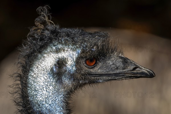 Emus (Dromaius), portrait, captive, Germany, Europe