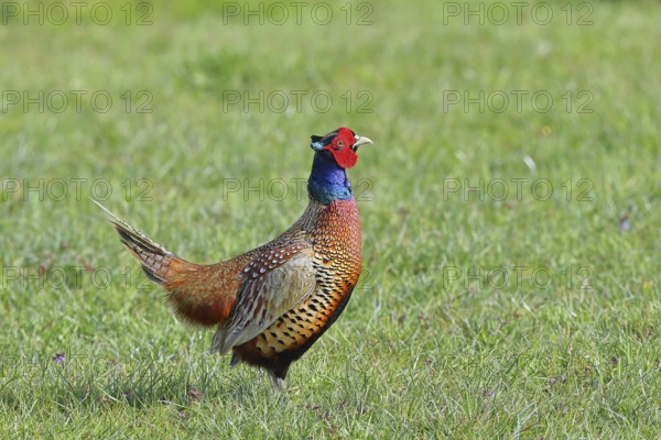 Pheasant, hunting pheasant (Phasianus colchicus), adult male bird in a meadow, wildlife, Lembruch,