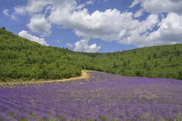 Lavender field amidst green hills, Alpes-de-Haute-Provence, France, Europe