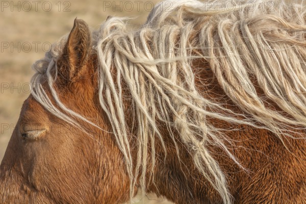 A horse with long, white hair on its head. The hair is twisted and messy, giving the horse a wild