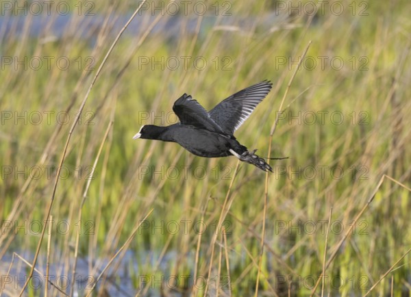 Coot (Fulica atra) adult bird in flight over reed beds, at Loodsmansduin, die Bollekammer, island