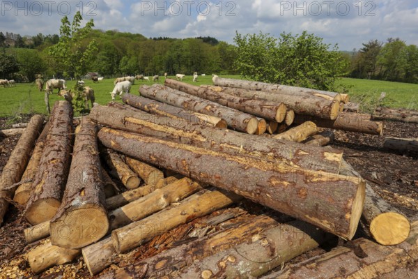 Solingen, North Rhine-Westphalia, Germany - Fresh wood in the timber store of a sawmill, the spruce