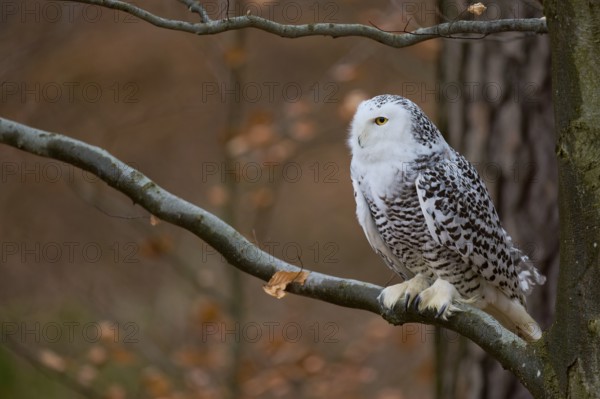 Snowy owl on branch (Bubo scandiacus) captive, Czech Republic, Europe