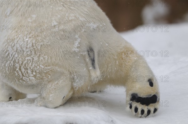 Detailed view of a polar bear pelt and a paw in the snow, polar bear (Ursus maritimus), captive