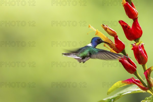 White-naped Hummingbird (Florisuga mellivora), Hummingbird (Trochilidae), Swiftbirds (Apodiformes),