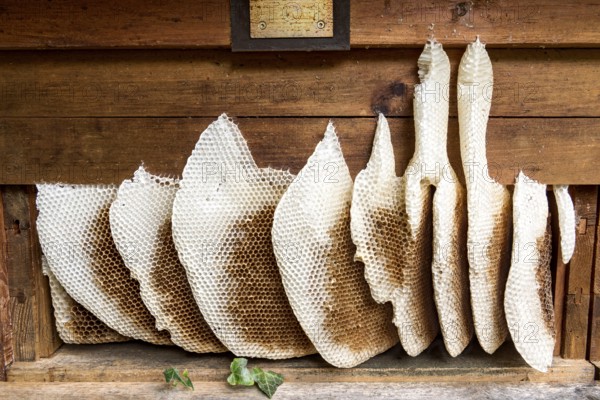 Honeycomb abandoned by colony, honeycomb, wild natural burrow on outside of hive, light-coloured